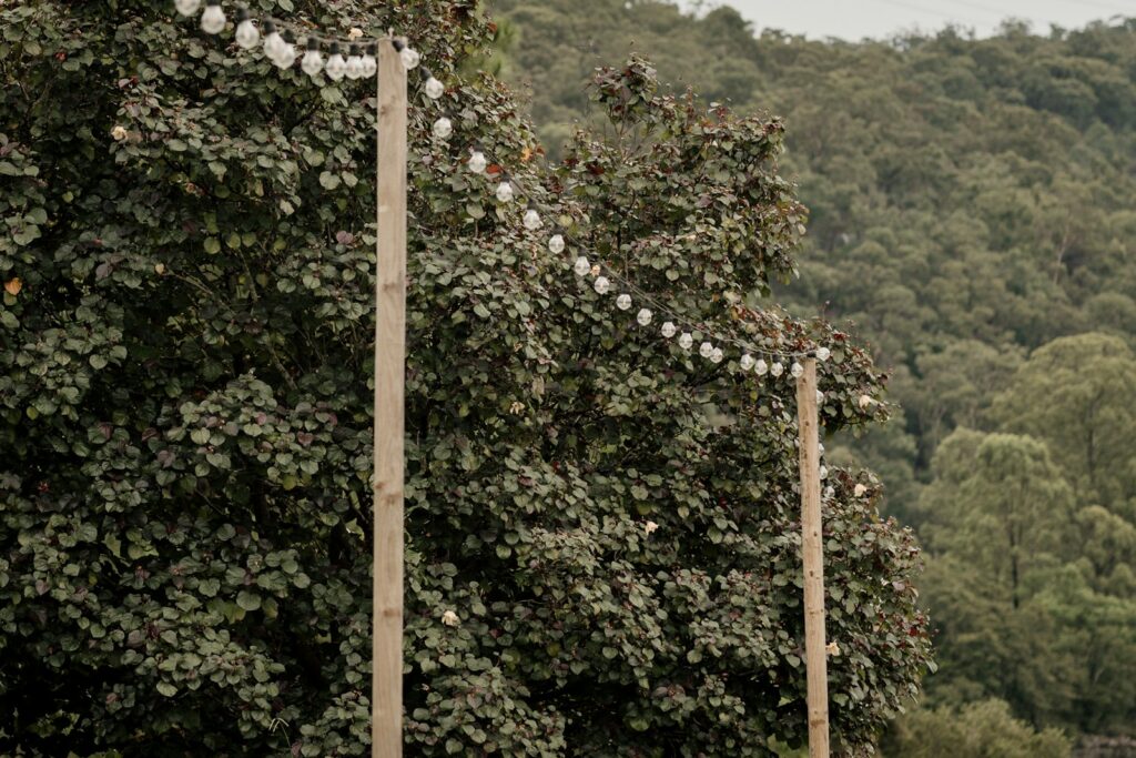 a couple of trees that are next to each other