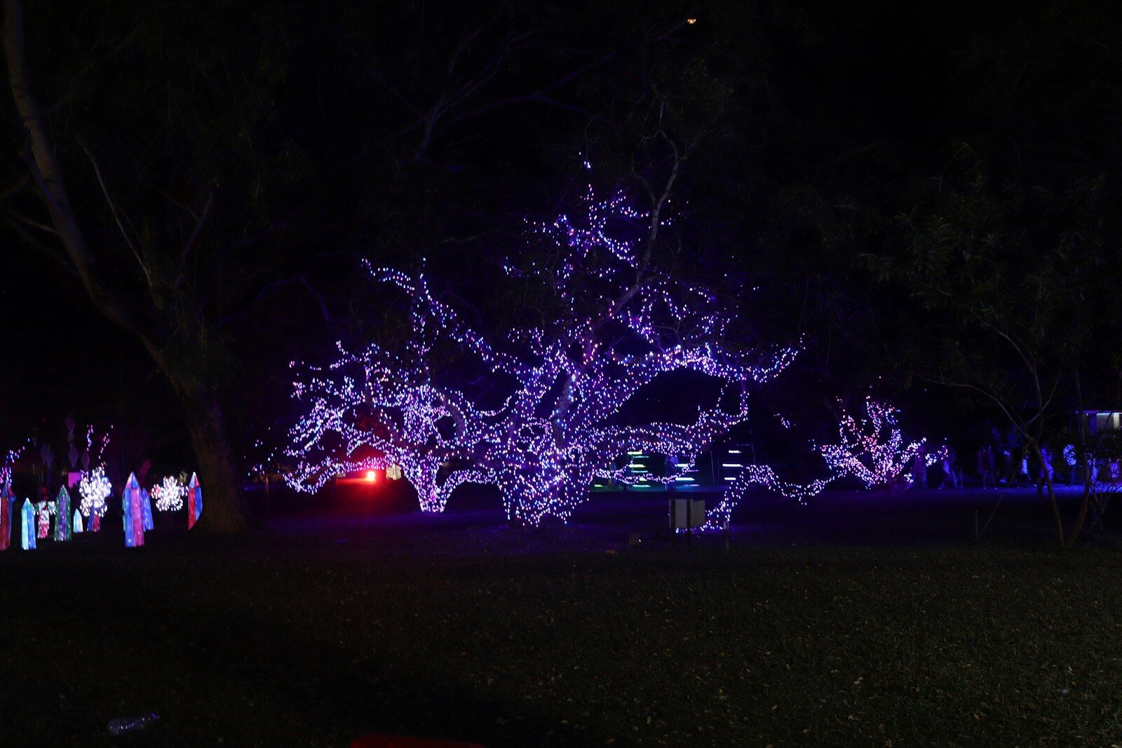 Tree branches covered in purple lights at night.