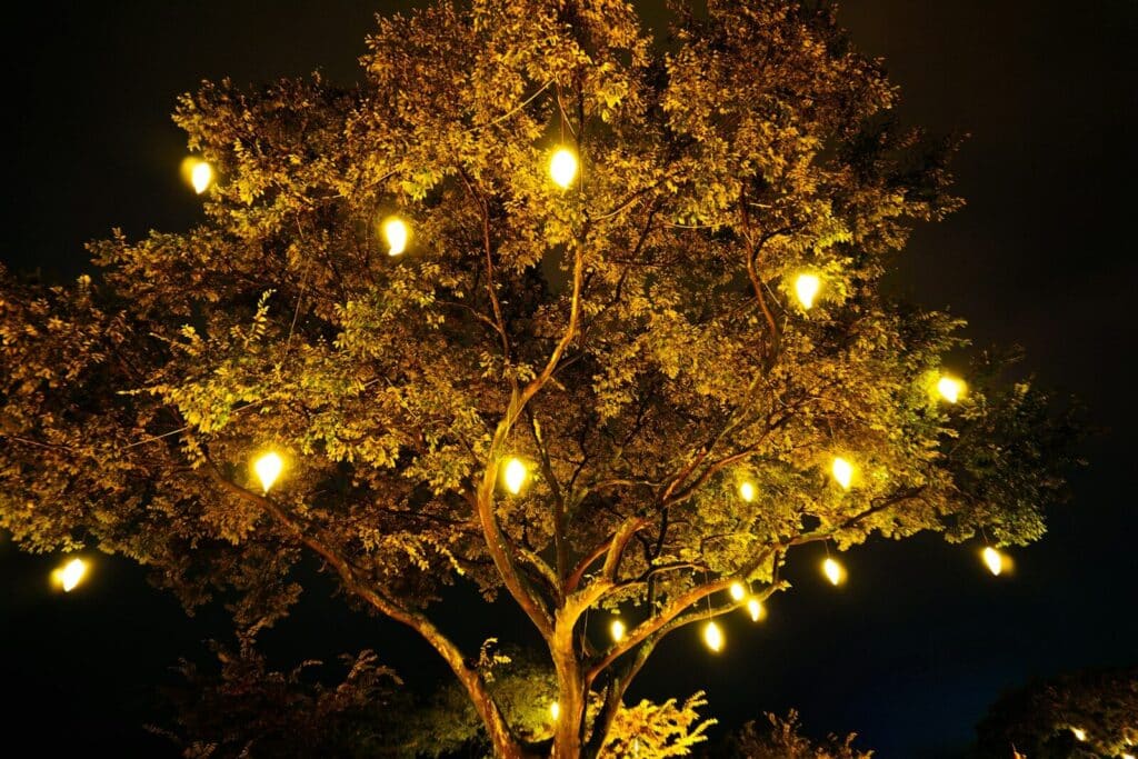 Tree branches adorned with glowing lights at night.